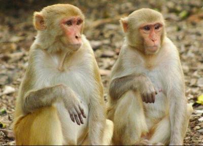 محققان چینی ابر میمون ساختند