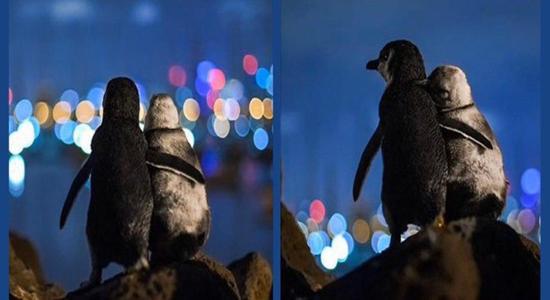 عاشقانه ای از پنگوئن ها