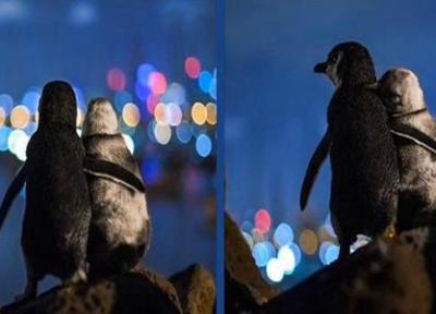 عاشقانه ای از پنگوئن ها