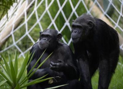 جهش یک باکتری در شامپانزه ها، احتمال سرایت به انسان