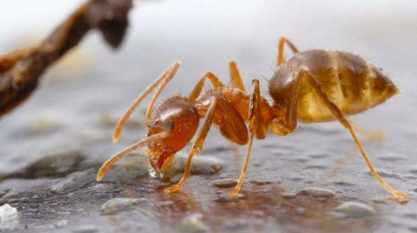 قارچ های عفونی کنترل کننده جمعیت مورچه های دیوانه! راه جدیدی که دانشمندان را هیجان زده نموده