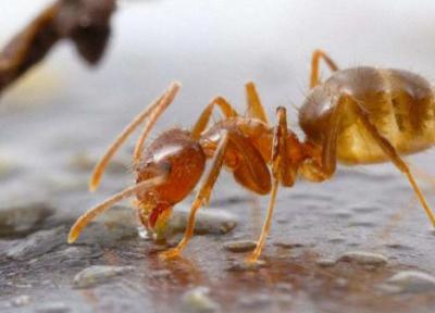 قارچ های عفونی کنترل کننده جمعیت مورچه های دیوانه! راه جدیدی که دانشمندان را هیجان زده نموده