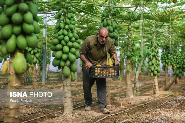 تولید پاپایا میوه استوایی ناشناخته در همدان