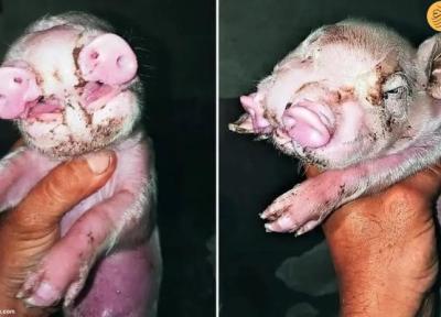 تولد یک خوک جهش یافته با دو پوزه
